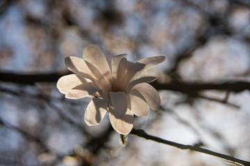 white magnolia close up in sunnshine
