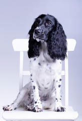 Funny studio portrait of cute dog Spaniel isolated on gray background.