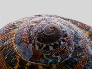 snail shell close up in macro