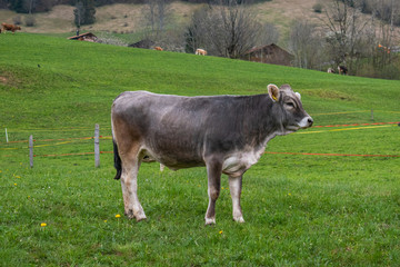Beautiful swiss cows. Alpine meadows. Mountains.