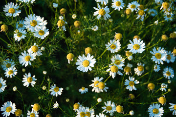 summer daisies sunny day in garden