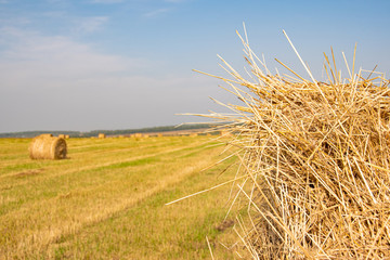 dry hay rolls for cattle feed, grass harvesting for cows, harvesting wheat and oats in field