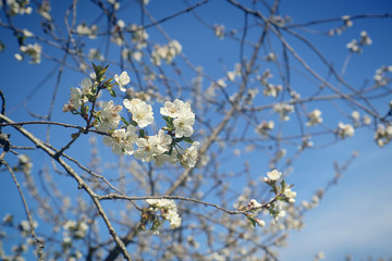 Spring in Bayern, April brings white blossoms on the apple trees against the blue sky, soft focus
