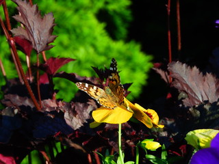 motyl © Krzysztof