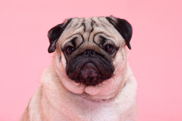 Happy Dog smile on pink background,Cute Puppy pug breed happiness on sweet color,Purebred Dog Concept