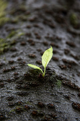 A sprout blooming from a tree.
