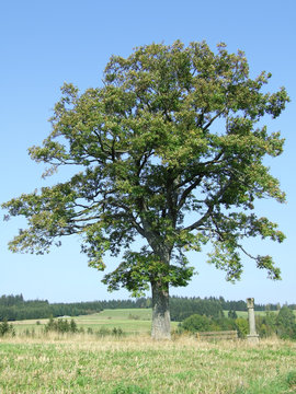 oak Durmast Oak tree german oak acorn