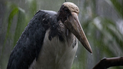 Pelicano salvaje en la selva