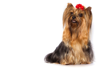 Yorkshire Terrier hairy dog sits and looks on a white background