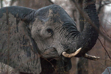 Elefante con colmillos en la selva
