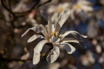 Fototapeta na wymiar white magnolia close up in sunnshine 