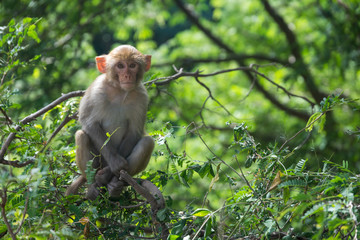 Macacos en las ramas de los arboles en la selva