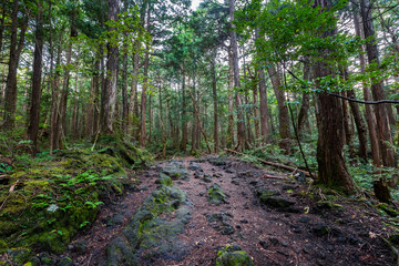 Aokigahara Forest. Suicide forest in the Mt Fuji region, Japan