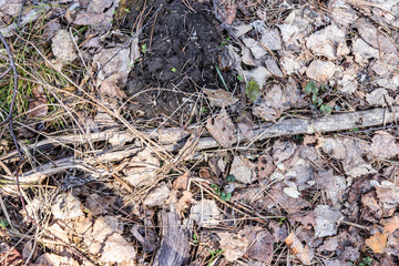 Dry last year's leaves background texture