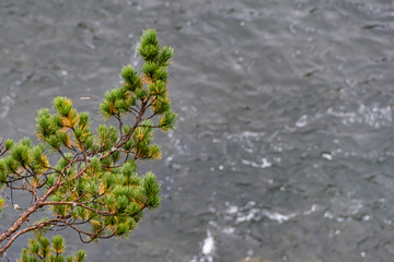 green tree on background of water surface of lake or river
