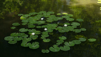 clover in the water. a large number of water lilies of different colors on the surface of the river. green water