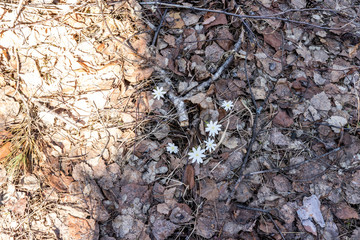 Dry last year's leaves background texture
