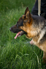 german shepherd dog on grass
