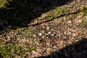 Dry last year's leaves background texture