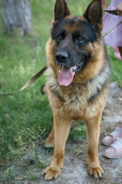 german shepherd dog