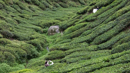Recolecta del arroz en Vietnam
