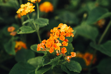 orange and yellow flowers