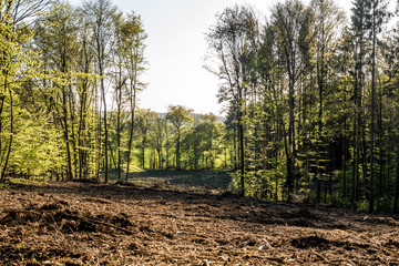 Wald roden und vorbereiten für Wiederaufforstung
