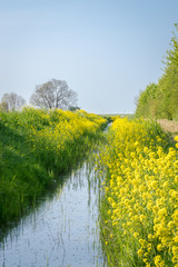 Beautiful landscape image of rapeseed growing along a ditch filled with water in the Dutch...