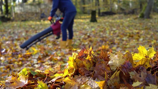 Unrecognizable worker blowing colored leaves with leaf blower tool