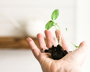 Young plant in hand showing growth and care