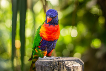 Coconut lorikeet, colorful parrot