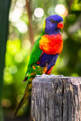 Obraz premium Coconut lorikeet, colorful bird