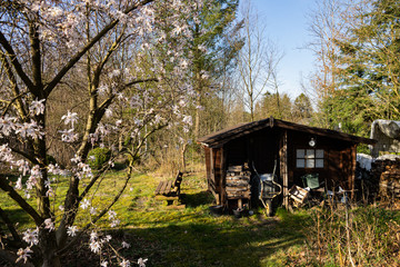 Fototapeta na wymiar old garden shed with magnolia tree
