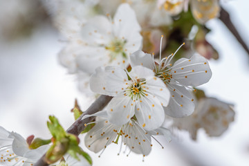 Blooming white cherry close up