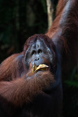 Orangután con pelaje anaranjado en la selva