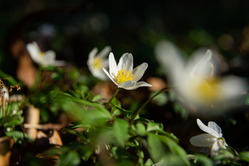 wood anemone close up in spring