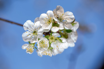 Blooming white cherry close up