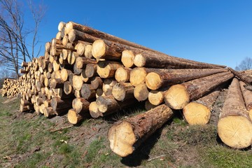 woodpile next to woodland cleared due to bark beetle infestation