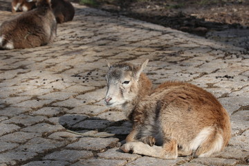 Fototapeta premium Pforzheim 