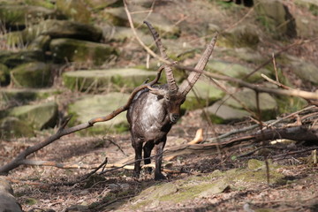 Tierfoto