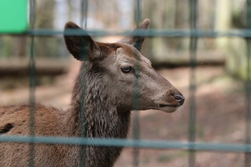Tierfoto