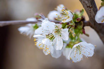 Blooming white cherry close up