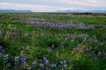 green field of purple lupins to the horizon in iceland
