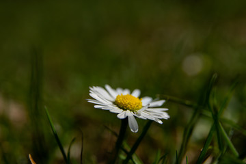 daisy flower macro in spring