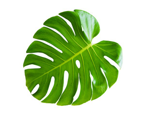 Naklejka na ściany i meble Tropical plant with monstera leaves isolated on white background with clipping path.