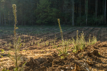 Wiederaufforstung im Mischwald