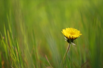 Lovely yellow dandelion growing in a spring green grass.