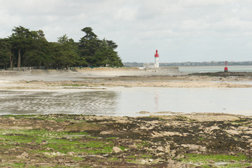 De magnifiques cèdres bordent le littoral le long de la plage de Loctudy en Bretagne dans le Finistère