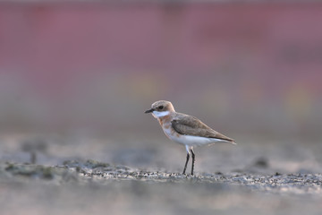 a small sparrow on snow