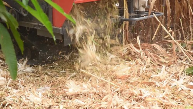 Farmers use harvesters to collect corn in the corn fields.
